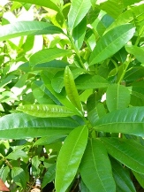 Allspice, Jamaican Allspice, Jamaica Pepper, Pimenta, Newspice, Pimenta dioica, P. officinalis, Eugenia pimenta